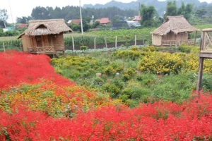 Nhà Sàn Quyết Chí