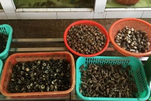 Phương Thúy - Siêu Thị Ốc