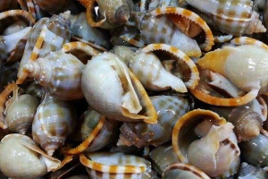 Quán Ăn Quán Như Bảo - Hải Sản & Cơm Việt Nam