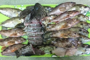 Quán Thương - Cá Lạp Xạp