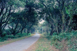 Rừng Chõi Nguyên Sinh Cô Tô
