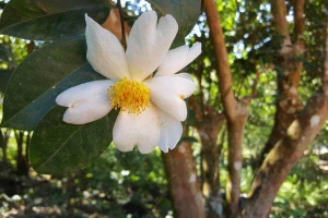Rừng Hoa Sở Đồng Tâm