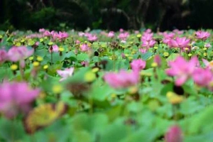 Rừng Hoang Bảy Mẫu