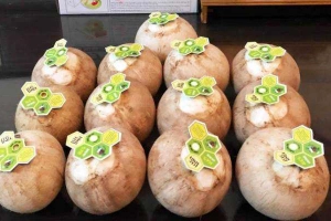 Shop online The Gardenia - Dừa Xiêm CocoSimia Online