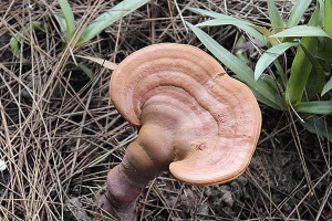 Trại Nấm An Nhơn