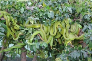 Trại Rắn Đồng Tâm - Tiền Giang