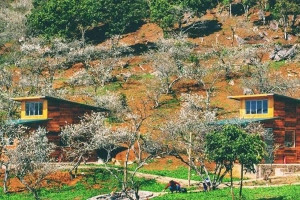 V House Homestay