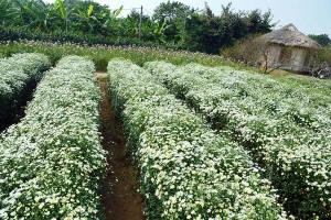 Vườn Bông Hà Thanh
