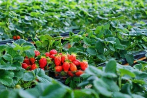 Vườn Dâu Anh - Hồ Xuân Hương