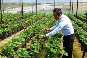 Vườn Dâu Chào Đà Lạt