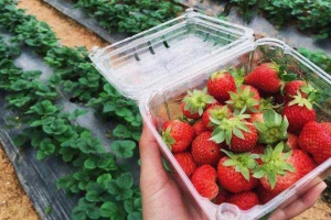 Vườn Dâu Chú Bình