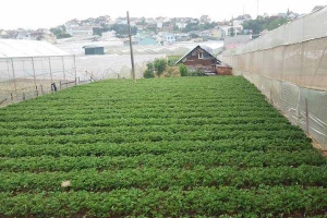 Vườn Dâu Chú Long