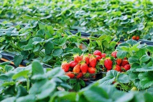Vườn Dâu Hiệp Lực