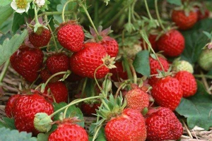 Vườn Dâu Khánh Ngọc