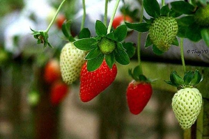 Vườn Dâu Mỹ Tiên - Ankroet
