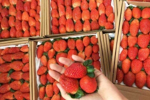 Vườn Dâu Tây Huế - Shop Online