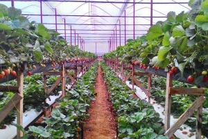 Vườn Dâu Tùng Nguyên