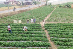 Vườn Dâu 88