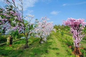 Vườn Hoa Mộc Thiên Hoa