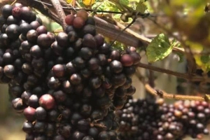 Vườn Nho Tây Ninh