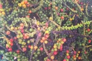 Vườn Tiêu Phú Quốc