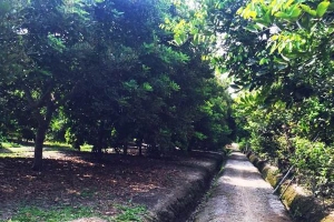 Vườn Trái Cây Bà Tư Húi