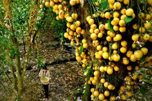 Vườn Trái Cây Chú Ba Cư