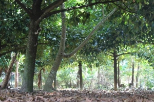Vườn Trái Cây Tư Luân