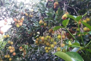 Vườn Trái Cây Tư Tuấn