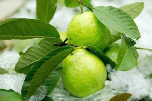 Xanh's Farm - Shop Online