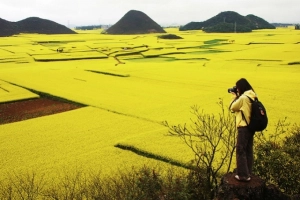 &#8216;Biển&#8217; hoa cải vàng ngút tầm mắt ở Trung Quốc