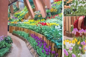 &#8216;Cung điện hoa tulip&#8217; rực rỡ ở Nhật Bản
