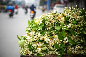 &#8216;Đặc sản&#8217; tháng 3 gây thương nhớ khi du lịch Hà Nội