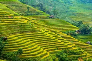 &#8216;Mùa vàng&#8217; đến sớm ở Hoàng Su Phì