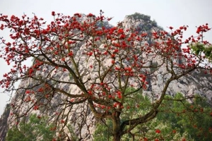 &#8220;Chỉ điểm&#8221; teen Hà Thành 3 điểm chụp hoa gạo đẹp ngất ngây mùa này