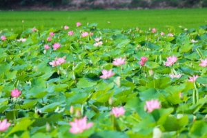 ​Đẹp ngỡ ngàng đồng sen Tháp Mười