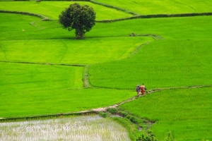 ​Du lịch An Giang ngược xuôi trên cánh đồng Tà Pạ