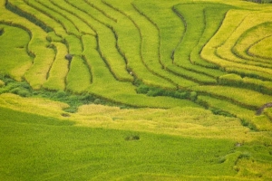 ​Du lịch Lào Cai ngắm Ngải Thầu mùa lúa chín