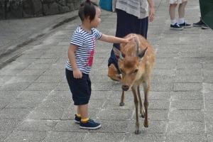 ​Du lịch Nhật Bản tham quan những &#8216;công dân&#8217; hươu trên đảo Miyajima