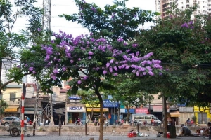 ​Hà Nội vào hè với những sắc hoa