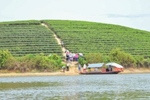 “Đảo chè” bậc thang xứ Nghệ