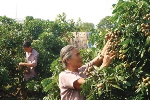 “Nhãn tiến vua”, đặc sản Hưng Yên