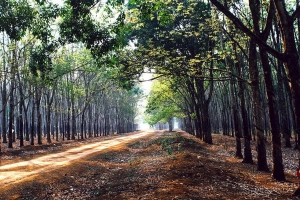 ​Về Chư Păh mùa cao su trổ lá