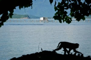 ​Vương quốc khỉ giữa lòng phố biển Nha Trang