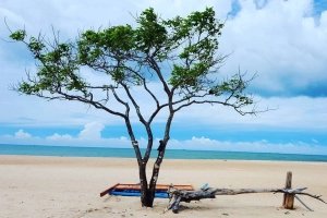 10 cây cô đơn &#8216;sống ảo&#8217; giới trẻ Việt Nam thường xuyên check-in