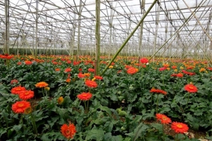 12 địa điểm tham quan miễn phí bạn nên ghi nhớ khi du lịch Đà Lạt
