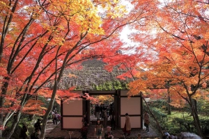 15 địa điểm ngắm lá đỏ tuyệt đẹp ở cố đô Kyoto