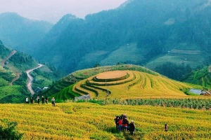 3 cung đường ngắm mùa lúa vàng ở miền núi phía Bắc