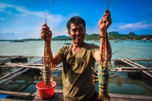 5 hòn đảo ở Việt Nam lý tưởng để thưởng thức tôm hùm ‘ngon-bổ-rẻ’