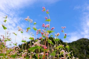 5 thói quen xấu trên đường đi phượt Hà Giang